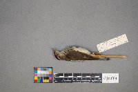 Parkesia noveboracensis image