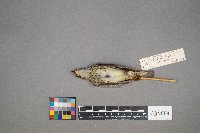 Parkesia noveboracensis image