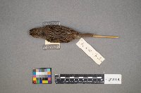 Melospiza lincolnii image