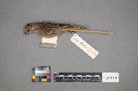 Melospiza lincolnii image