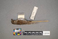 Melospiza lincolnii image