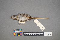 Melospiza lincolnii image