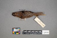 Zonotrichia albicollis image