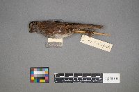 Zonotrichia albicollis image