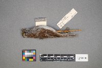 Zonotrichia albicollis image