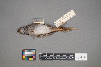 Zonotrichia albicollis image