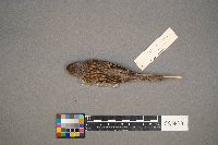 Spizella pusilla image