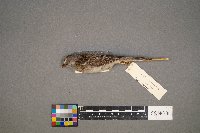 Spizella pusilla image