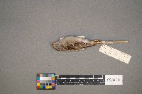 Spizella pusilla image