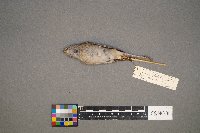 Spizella pusilla image