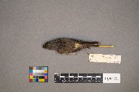 Setophaga coronata image