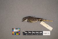Setophaga coronata image
