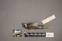 Setophaga coronata image