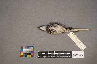 Setophaga coronata image