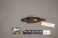 Setophaga coronata image