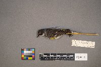 Setophaga coronata image