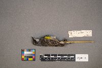 Setophaga coronata image