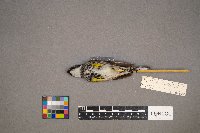 Setophaga coronata image