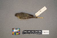 Vireo philadelphicus image