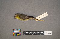 Vireo philadelphicus image