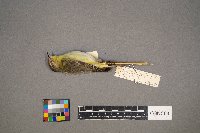 Vireo philadelphicus image