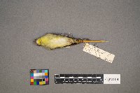 Vireo philadelphicus image