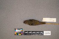 Setophaga dominica image