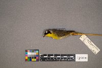 Setophaga dominica image