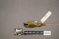 Setophaga dominica image