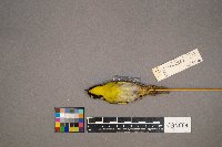 Setophaga dominica image