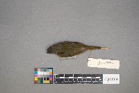 Geothlypis philadelphia image