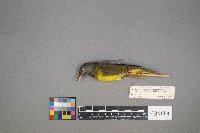 Geothlypis philadelphia image