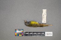 Geothlypis philadelphia image