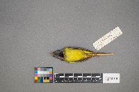 Geothlypis philadelphia image