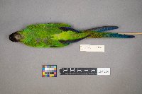 Media resource of Pyrrhura rupicola