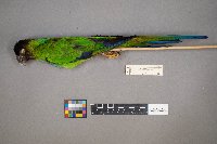 Pyrrhura rupicola image