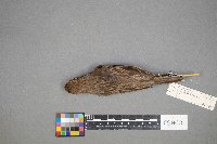 Calamospiza melanocorys image