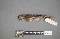 Calamospiza melanocorys image