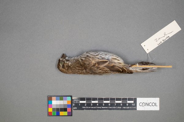 Calamospiza melanocorys image