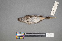 Calamospiza melanocorys image