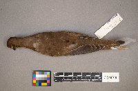 Zenaida macroura image