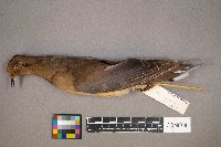 Zenaida macroura image