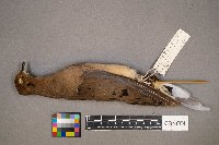 Zenaida macroura image