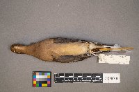 Zenaida macroura image