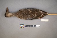 Spatula clypeata image