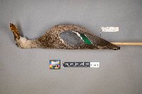 Spatula clypeata image