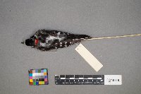 Dryobates pubescens image