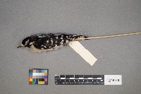 Dryobates pubescens image