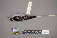 Dryobates pubescens image