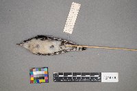 Dryobates pubescens image